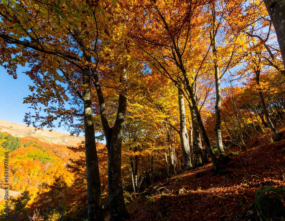 Obraz premium Autumn forest scene with vibrant colors