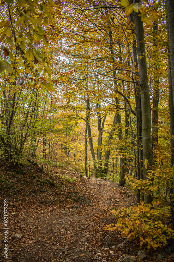 Fototapeta premium forest road surrounded by autumn trees