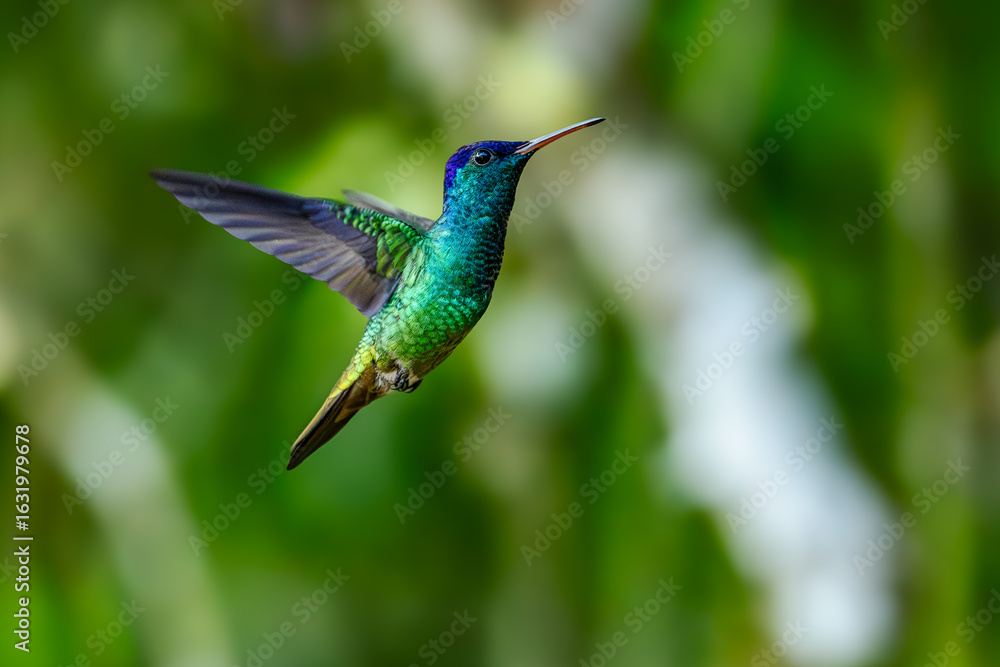 Obraz premium Sparkling violetear (Colibri coruscans) Ecuador