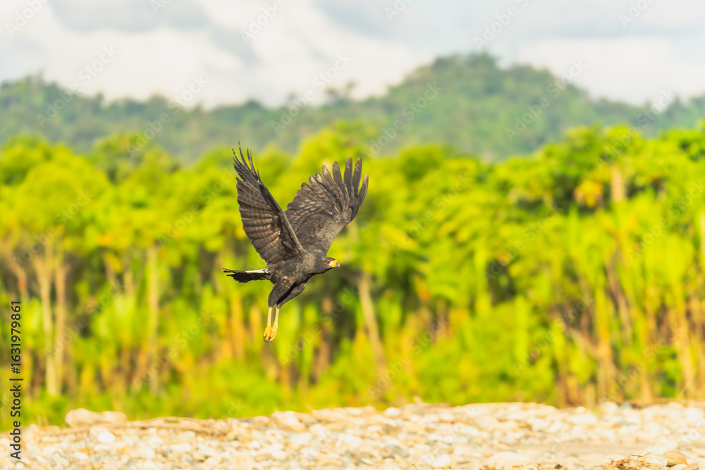 Obraz premium Common Black Hawk (Buteogallus anthracinus) is a bird of prey in the family Accipitridae, which also includes the eagles, hawks, and vultures. It feeds mainly on crabs (especially land crabs)