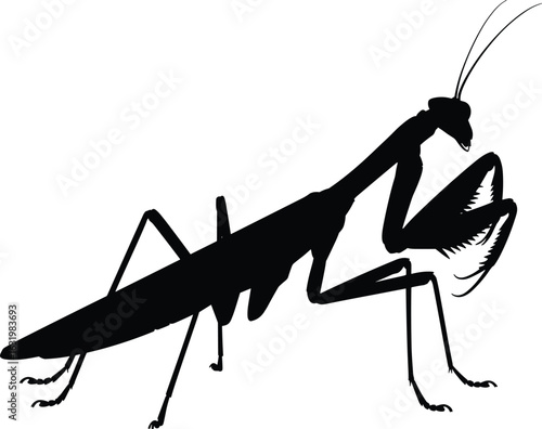 Silhouette illustration of a praying mantis showing body structure on isolated white background