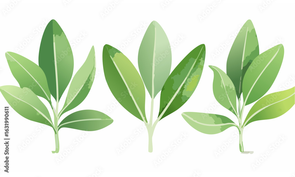 Fototapeta premium green leaves isolated on white background