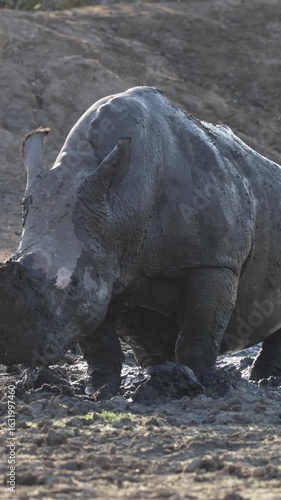 Vertical video,  A white rhino bull having a bud bath