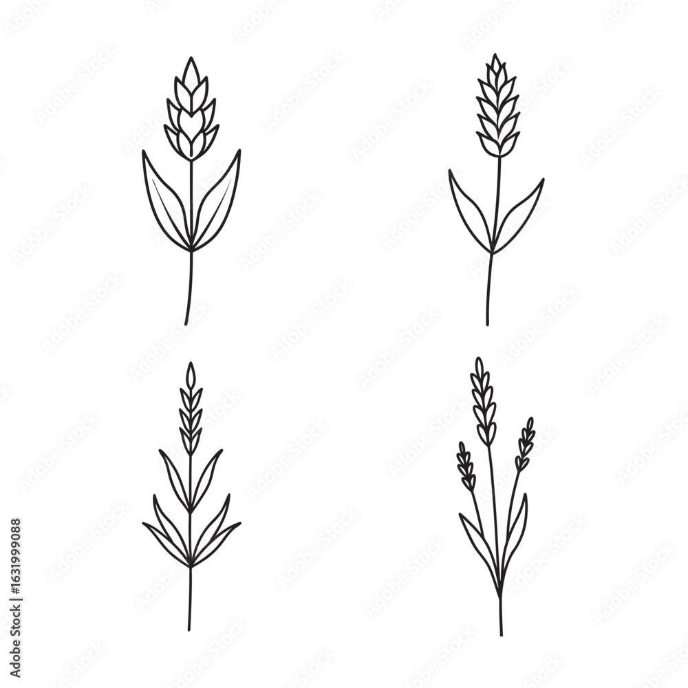 Fototapeta premium line art lavender with curved leaf set bundle on the white background