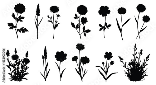 Collection of various botanical wildflower silhouettes on a white background. vector design. Silhouette vector design illustration
