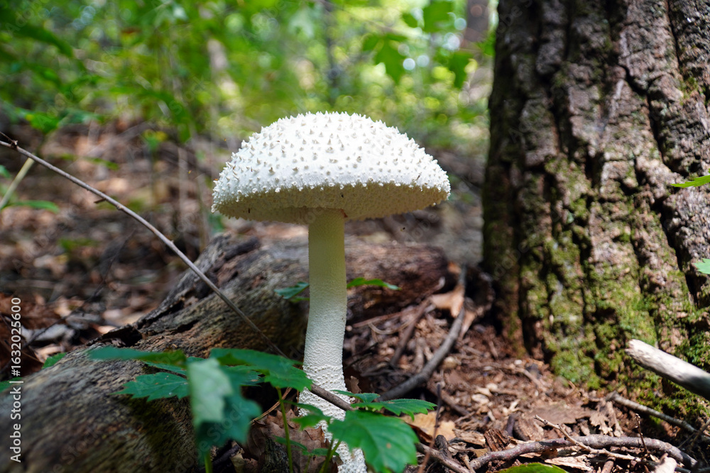 Fototapeta premium Amanita virgineoides