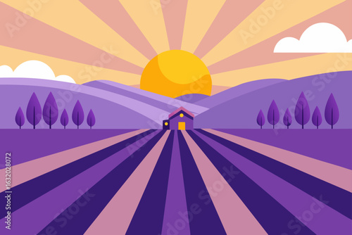 lavender farm sunrise light bloom field calm