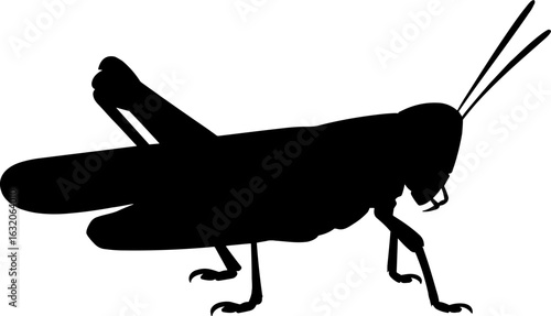 Grasshopper Silhouette Vector Illustration
