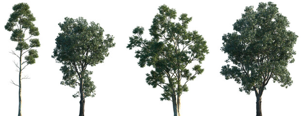 Set of Eucalyptus globulus and Banksia integrifolia frontal isolated png in sunny daylight on a transparent background perfectly cutout