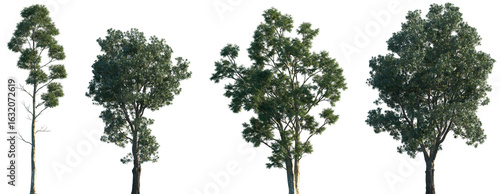 Set of Eucalyptus globulus and Banksia integrifolia frontal isolated png in sunny daylight on a transparent background perfectly cutout