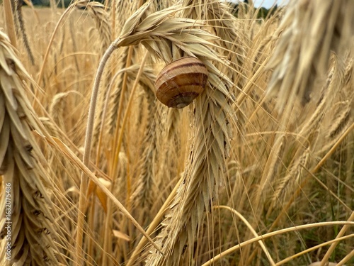 Valokuva feld ernte bauer landwirtschaft getreide korn weizen roggen acker nahrung field