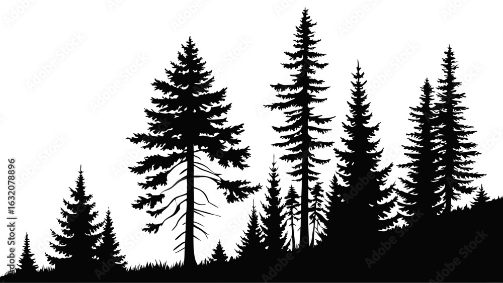 Obraz premium Silhouette of Evergreen Trees on a Hillside Forest Landscape.
