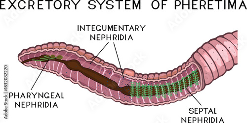 Scheme of excretory system of Pheretima earthworm with pharyngeal, integumentary and septal nephridia for biology lesson. Diagram of excretory system of earthworm	