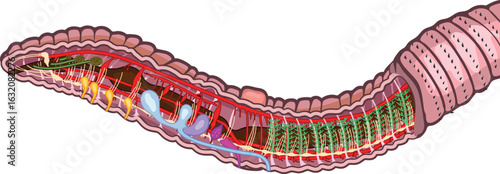 Diagram of internal structure of an earthworm (circulatory, digestive, reproductive, nervous, excretory systems) for biology lessons
