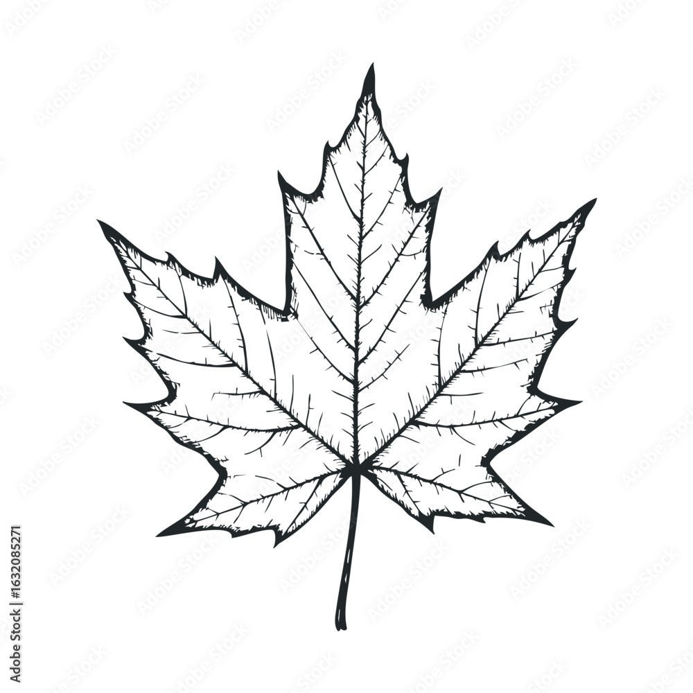 Naklejka premium Detailed black ink maple leaf drawing on white background