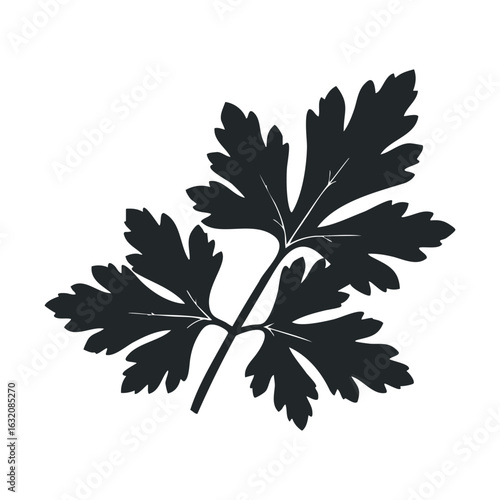 Silhouette of parsley leaves on white background for culinary design