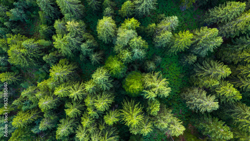 Photos Top-down drone image captures dense pine tree crowns forming a rich, layered gre