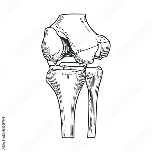 Detailed anatomical illustration of a human knee joint structure