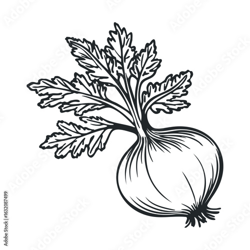 Black and white illustration of a radish with detailed leaves