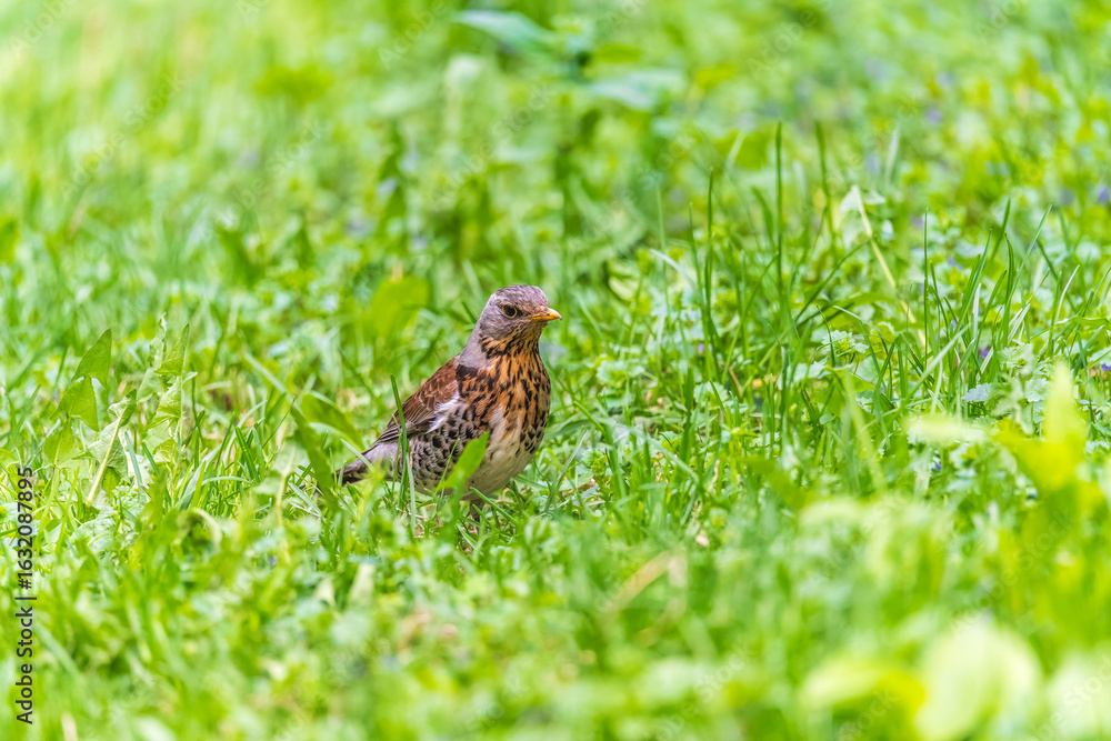 Fototapeta premium Wood bird Fieldfare, Turdus pilaris, on a sprng lawn.