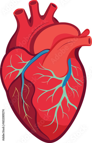 Heart (anatomical)
