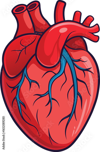 Heart (anatomical)