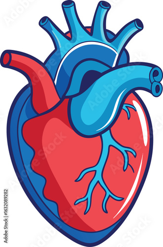 Heart (anatomical)