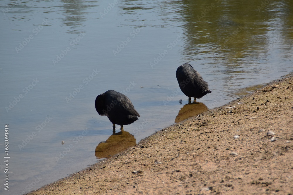 Obraz premium Two coots are standing in water on a beach in sunny summer day.
