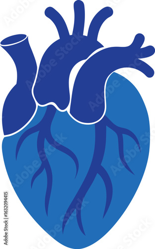 Anatomical Heart