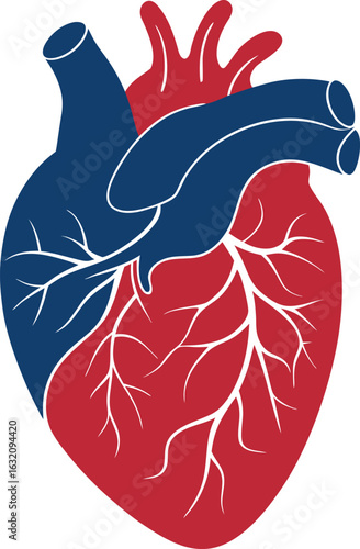 Anatomical Heart