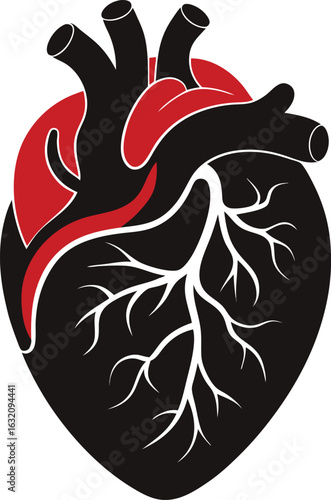 Anatomical Heart