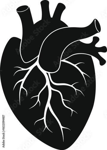 Anatomical Heart