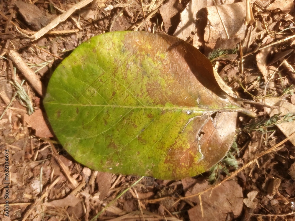 Naklejka premium leaf on the ground