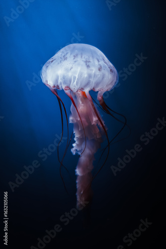Graceful jellyfish floating in deep blue water