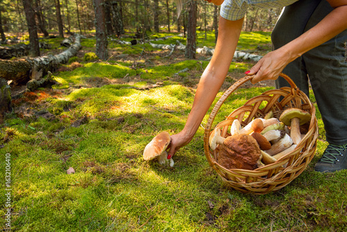 Photography Hands of a woman with a basket full of wild mushrooms and picking mushrooms