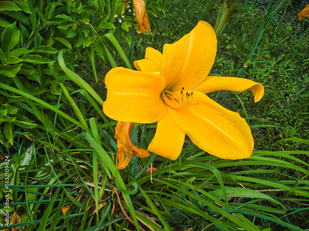Obraz premium rusty yellow daylily flower growing on the ground in its natural environment