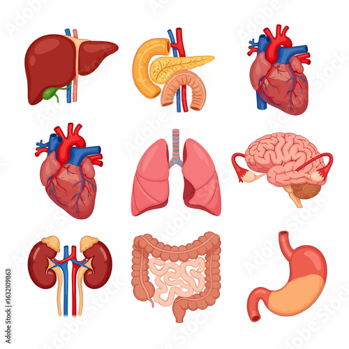 Illustration showing a collection of human internal organs including the liver, pancreas, heart, lungs, brain, kidneys, intestines, and stomach on a white background.