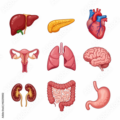 Illustration showing a collection of human internal organs including the liver, pancreas, heart, uterus, lungs, brain, kidneys, intestines, and stomach.