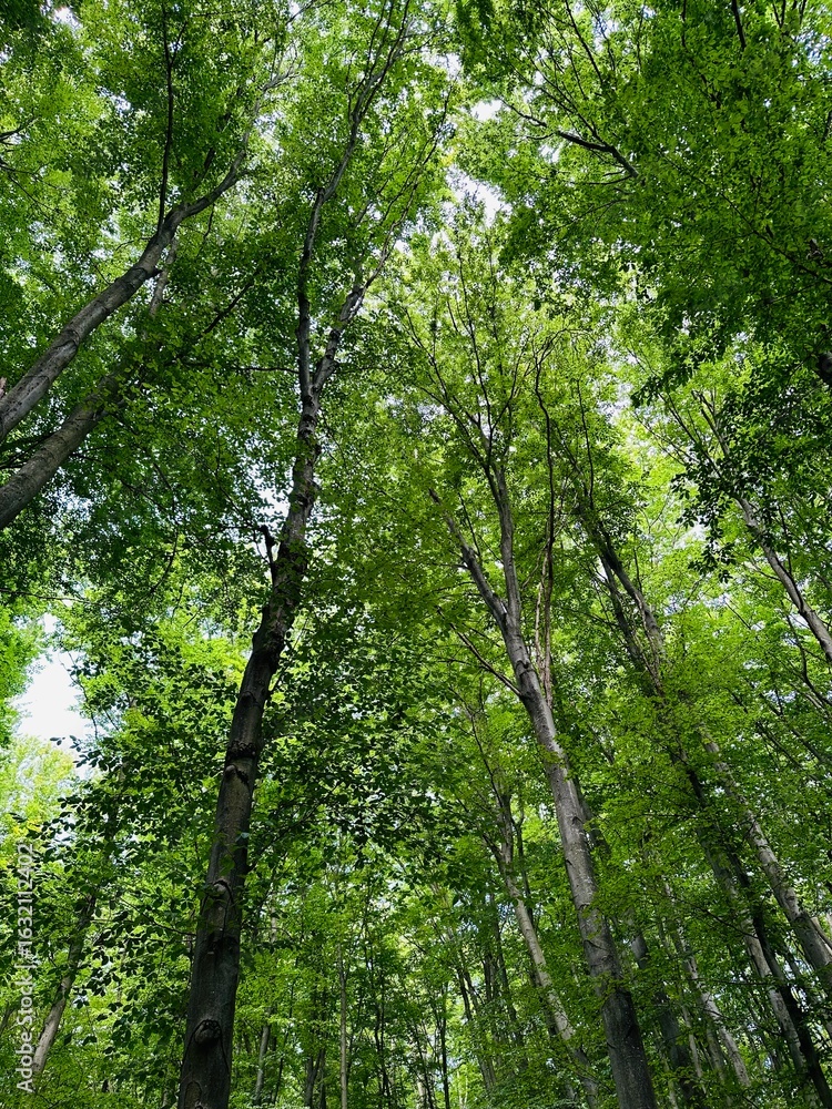 Obraz premium trees in the forest