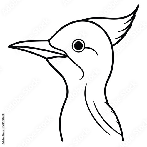 drawing of a northern flicker