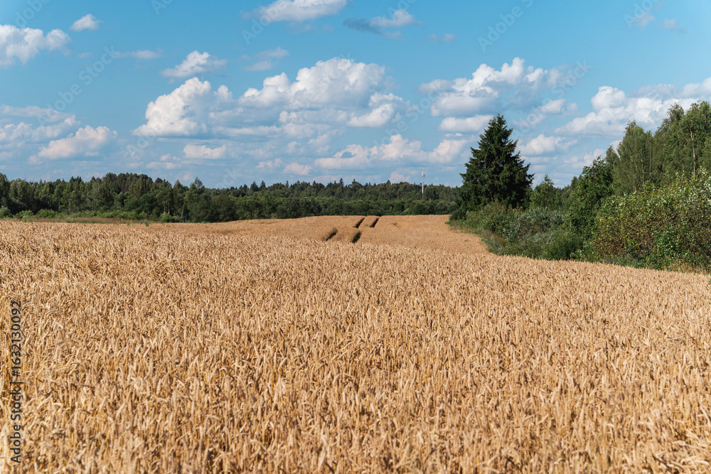 Fototapeta premium Golden wheat field meeting green forest under cloudy sky