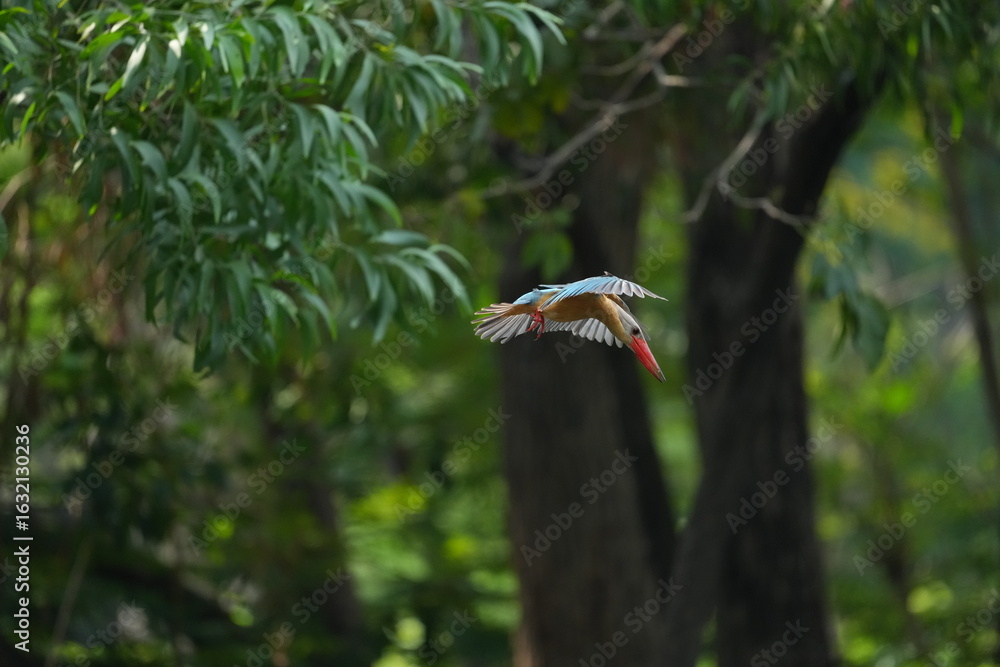 Fototapeta premium Common Kingfisher in a park in Thailand