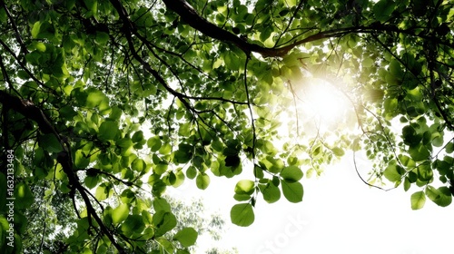 Sunlight Filtering Through Green Leaves in Forest Canopy
