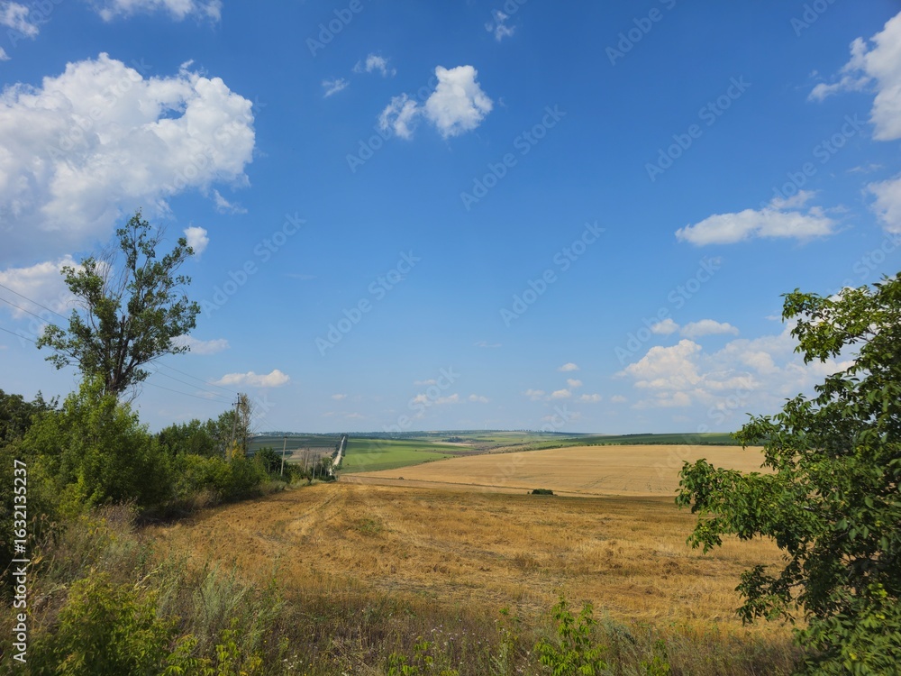 Fototapeta premium A field with grass and trees