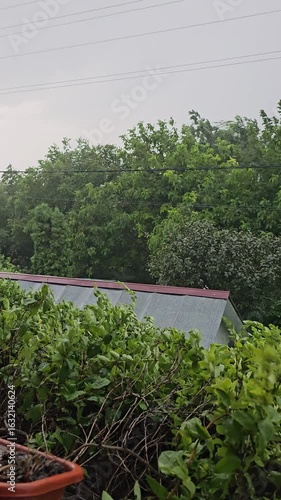 A small greenhouse with plants