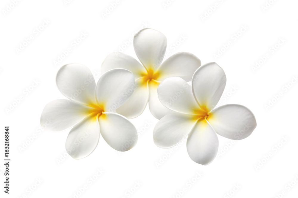Naklejka premium Three white frangipani blossoms with golden yellow centers arranged in triangular formation showing delicate petals, isolated on a transparent background