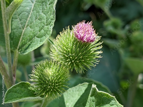 Photos Amidst the green leaves, adorned with purple needles, a thistle flower has blossomed