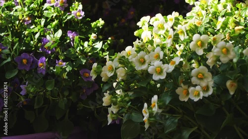 Wallpaper Mural Extreme close-up vertical video of flowering plants on Aegina island, Greece. Bright white flowers with yellow centers in sunlight dominate the foreground; purple blossoms appear shaded in background Torontodigital.ca