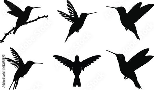 Hummingbird silhouette vector collection with flying, perching, and hovering birds in different poses isolated