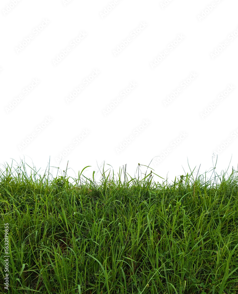 Fototapeta premium Lush Green Grass Isolated on Black Background – Natural PNG Element for Eco and Landscape Design green wild grass isolated